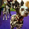 Photos: Look Upon The Dogs Of Westminster Dog Show 2020, Ye Mighty, & Be Delighted!